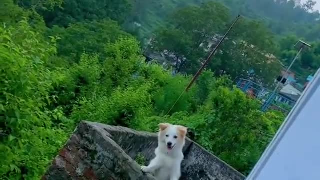 Cute dog status video