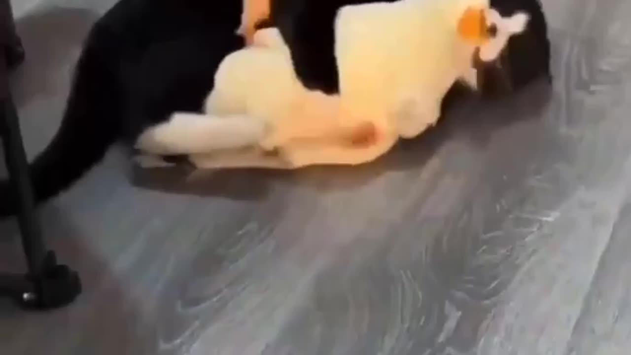 cat play wrestles with his duck friend