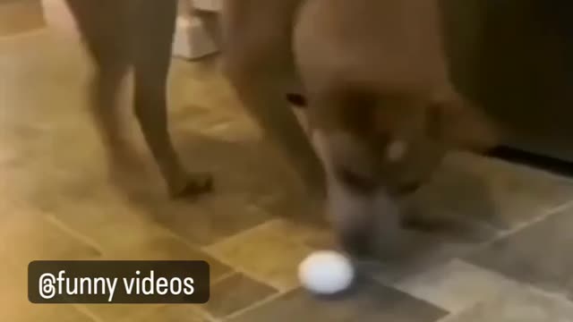 Dog funny videos most funny videos