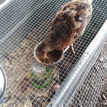 How to feed chic with deformed beak