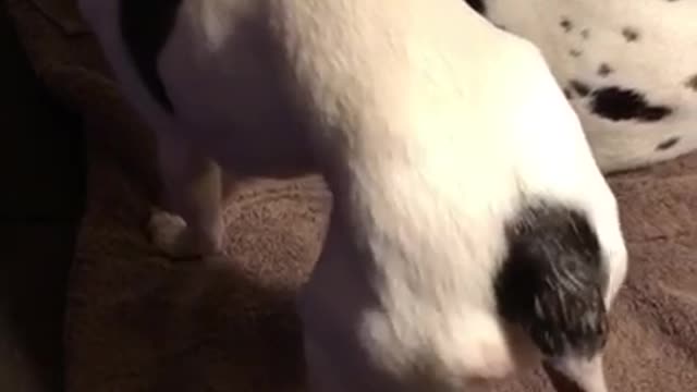 Music white dog with black spots shaking butt to bubble butt song