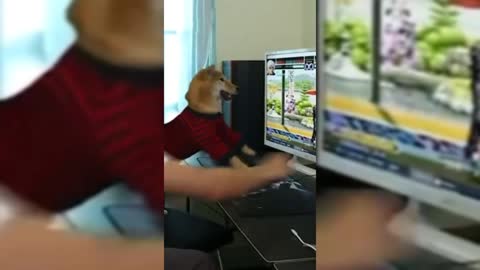 Dog Addicted To Games