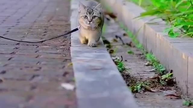 😍Cute little white cat😍