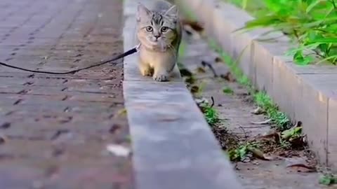 😍Cute little white cat😍