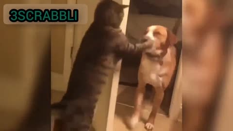 Short clip - funny 😂😂A cat 😹😻hits a dog🐕🐶 on the head