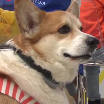 Corgi party on my way to 1000 followers 😍🙏