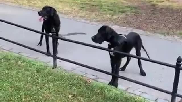 The Great Dane Video 53