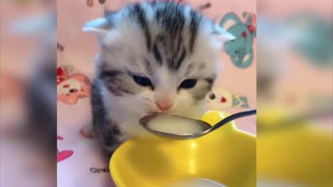 small cat driniking milk.