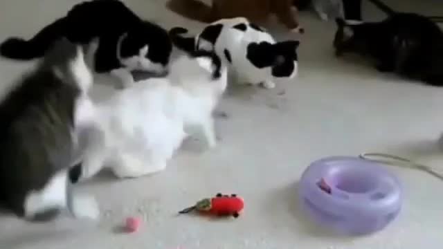 Funny and Cute Cat Videos #280