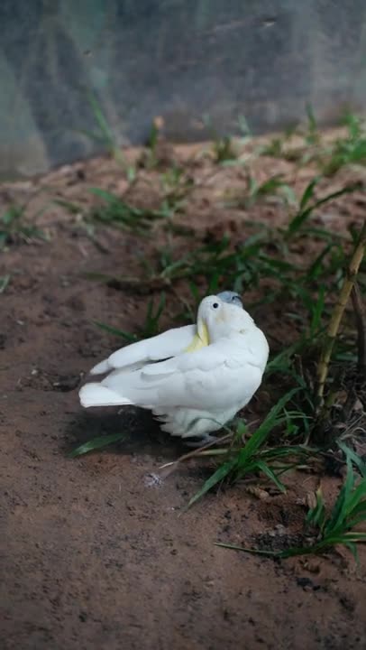 drank whiskey got high