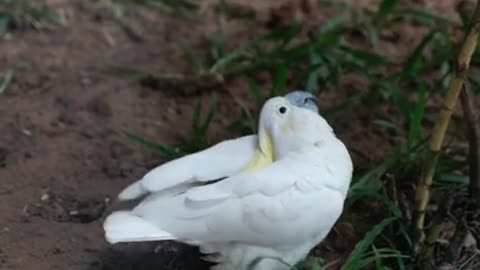 drank whiskey got high