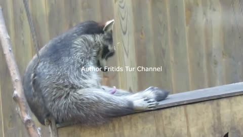 Mastrubation animal - funny raccoon