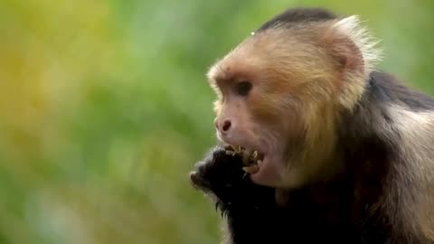 Monkey eating food