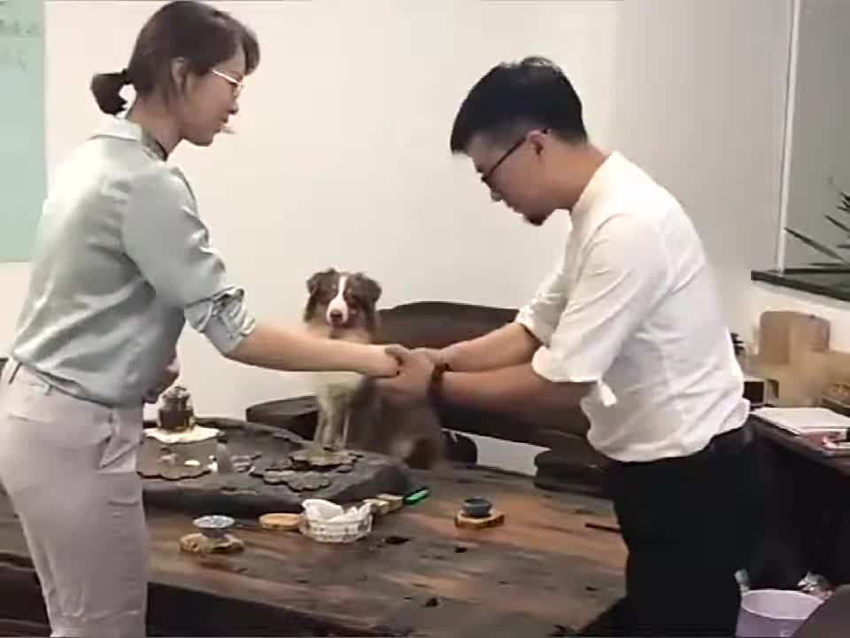 Dogs are so funny cue