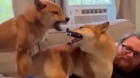 Funny Animal Videos Of The Day 003