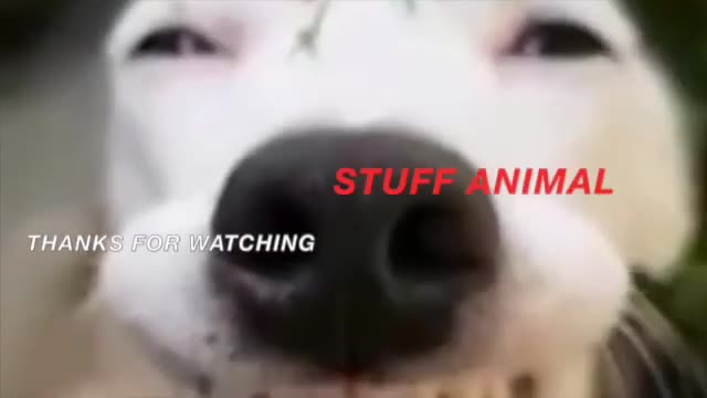 Hilarious Animal Compilation