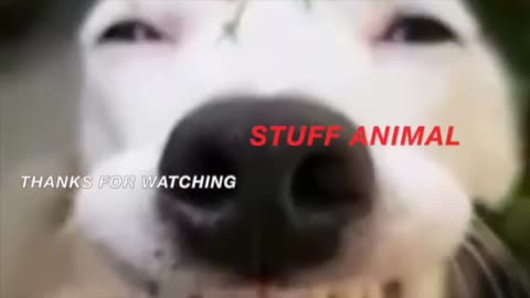 Hilarious Animal Compilation