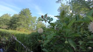 Sugar Shack Buttonbush