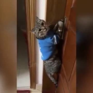 the cat opens the door