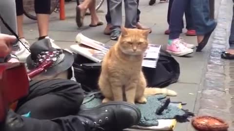 cool street catvideo