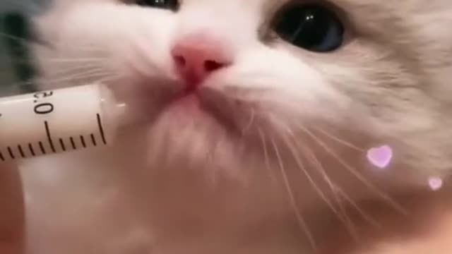 Cute cat funny video download||cute funny cat kitten videos