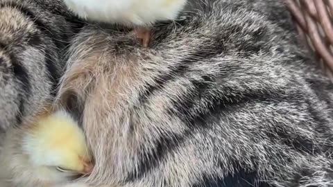 This cute Kitten will make you smile for sure
