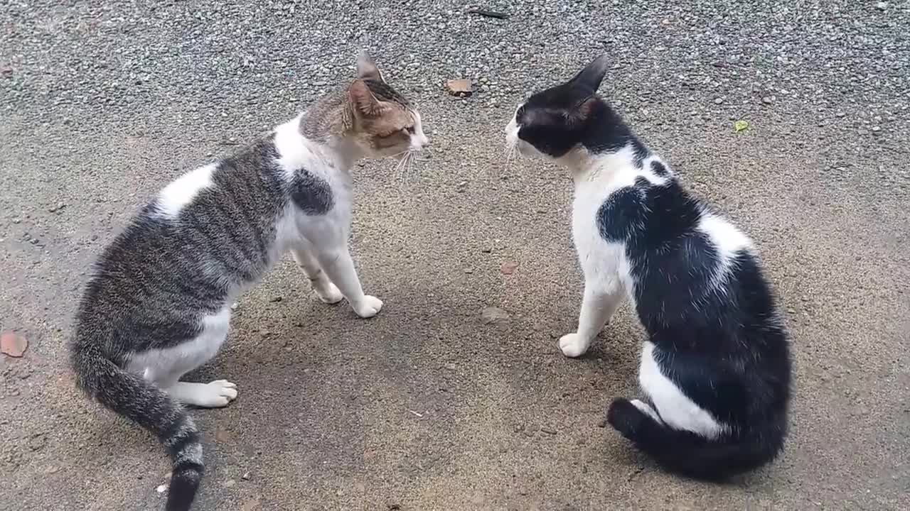 Cats Fighting with sound - Exclusive Video