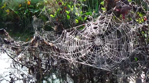 Spider Web