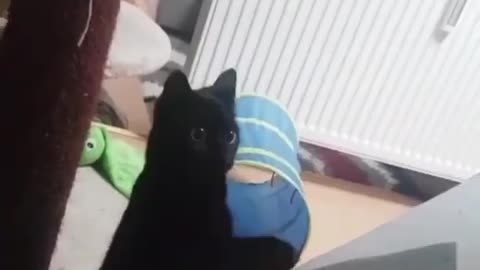 These animals are full of enthusiasm, keep you entertained