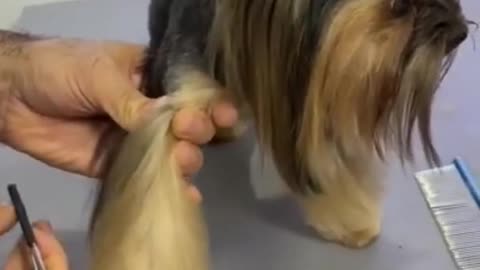 Cute puppy trimmings hair in saloon