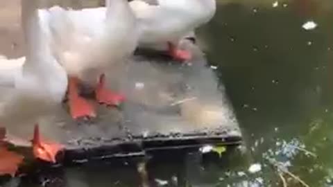 Four geese brothers