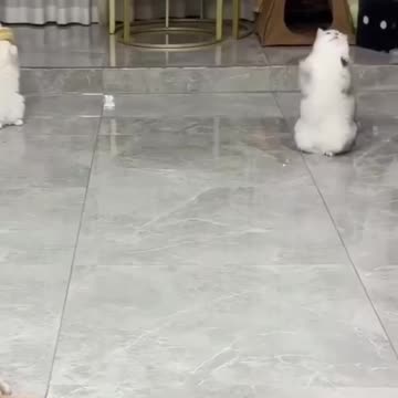 "Purr-fectly Playful: Hilarious Antics of Cats with a Ball"