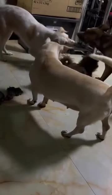 I love watching them play 👇 See the Description for a Surprise!