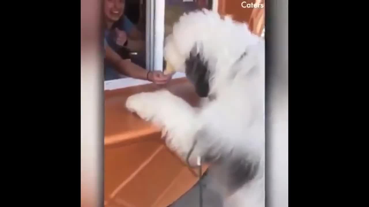 Funny dogs