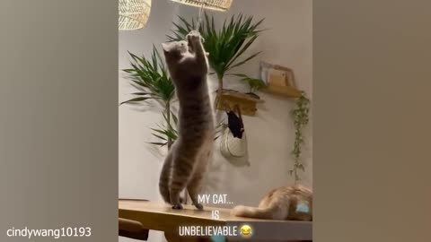 A Cat gatekeeper, on duty!