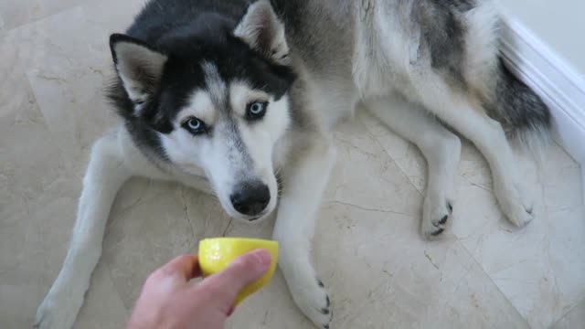 Husky tiene una reacción cómica al probar un limón