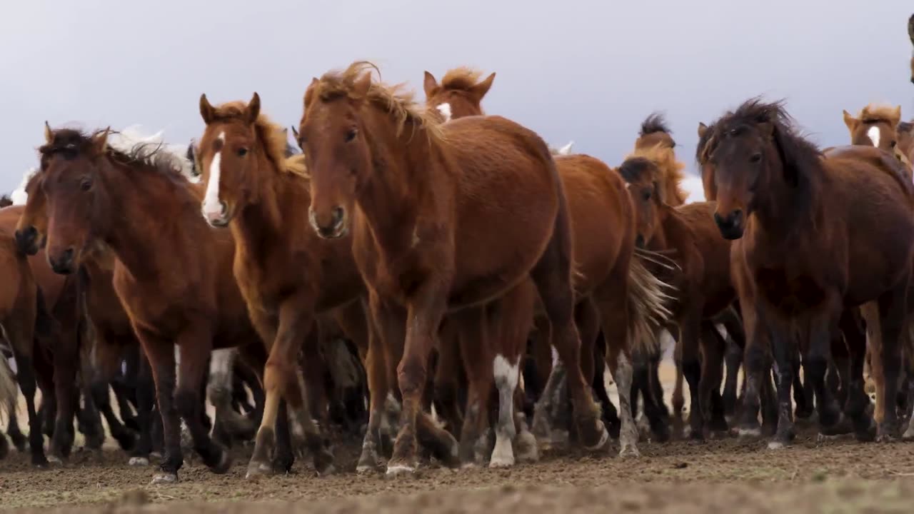 Cute And Funny Animals Video