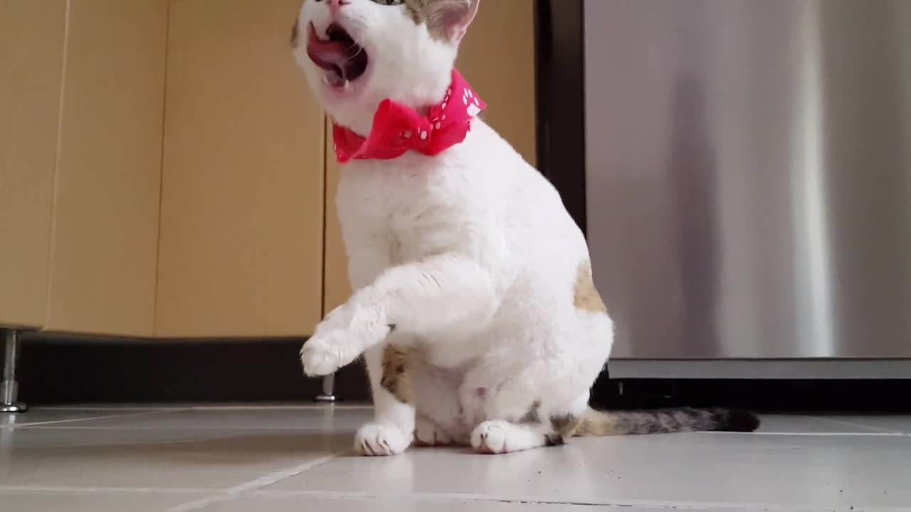 Funny Cat | Cute Cat Funny Moment |