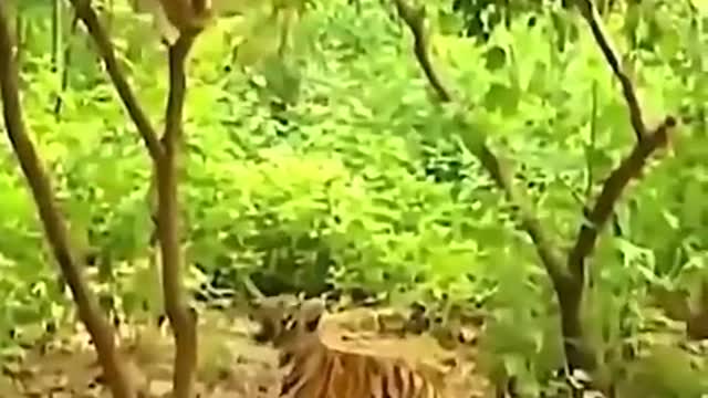 Monkey Pranks a tiger and got away with it