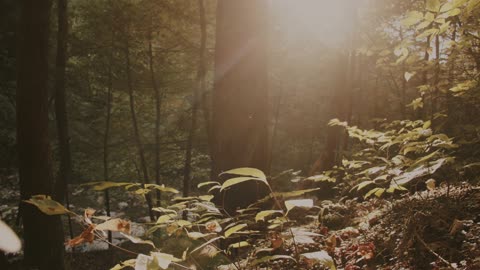 Tree Forest Against Rays of Sunlight