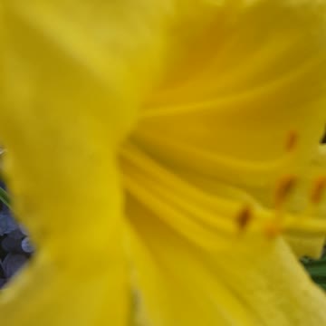 yellow trumpet flower