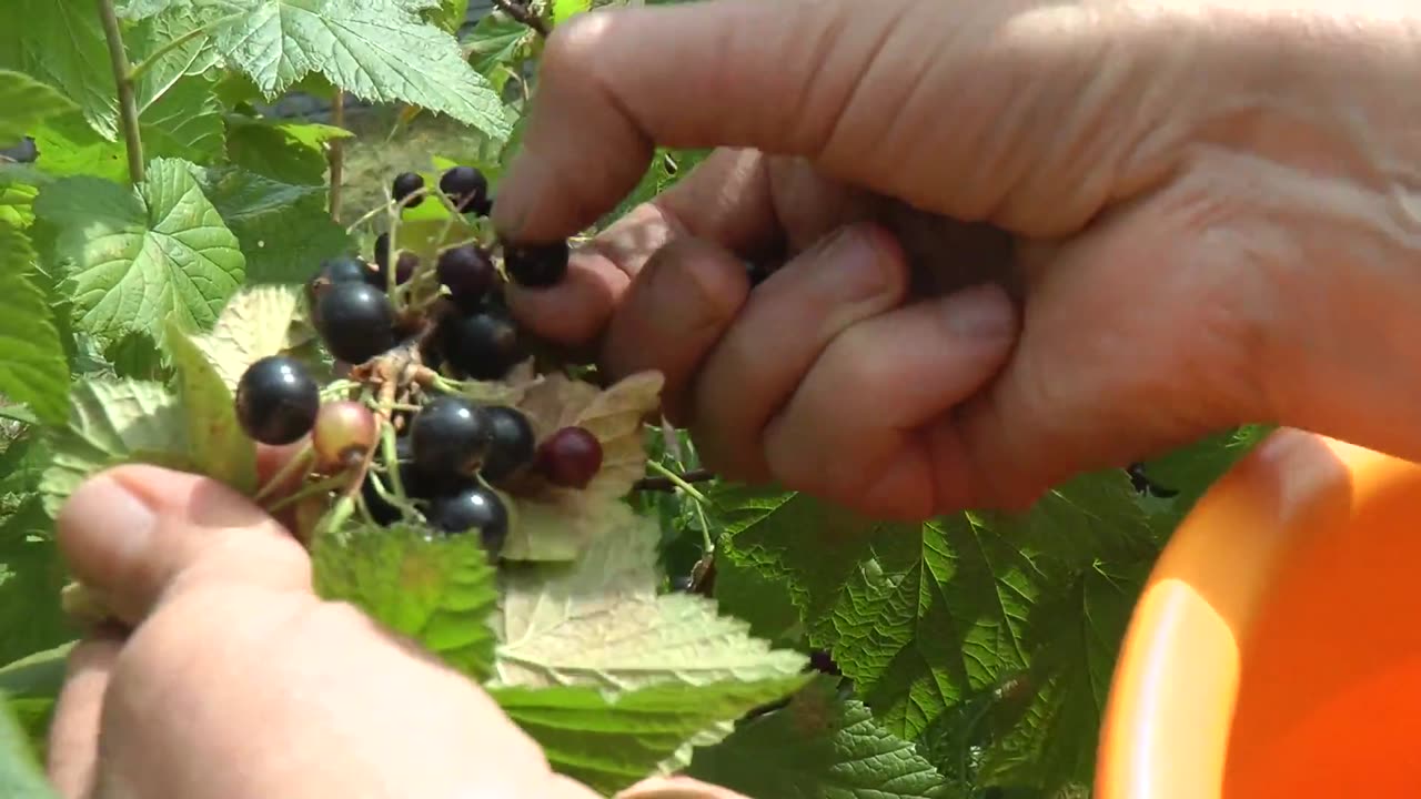 Picking Sweet Berries [Free Stock Video Footage Clips]