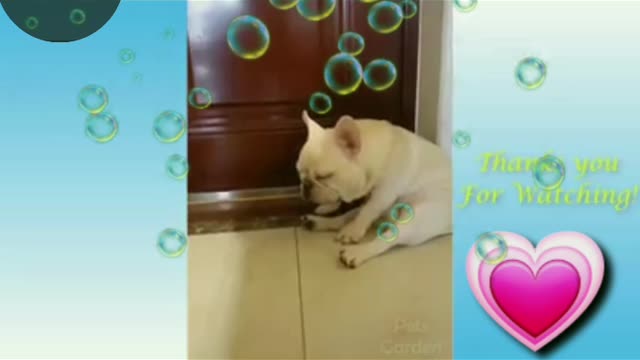 Animals and human
