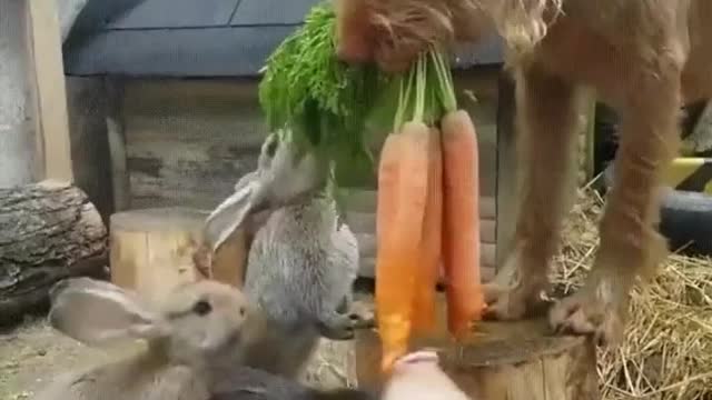 Dog feeding other animals