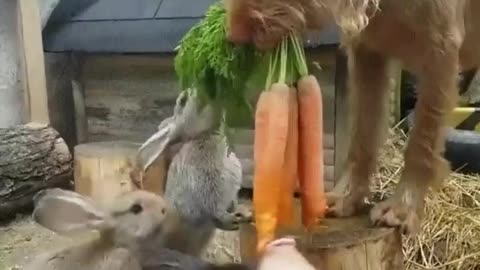 Dog feeding other animals
