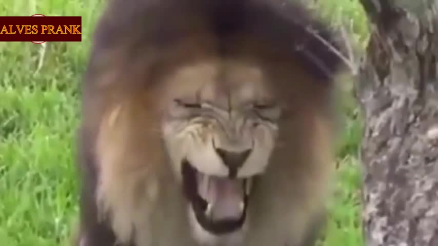 dog takes a fright when waking up face a tiger.