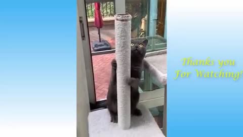 best funny pets in the wordl