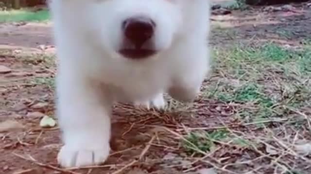 Cute dog WhatsApp status 🥰🥰🥰