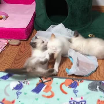 It’s a dirty snowball fight.