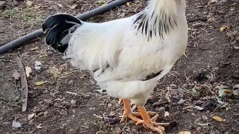 Hen video